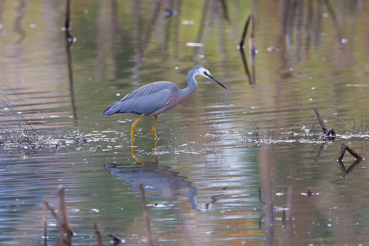 カオジロサギ - ML643952392
