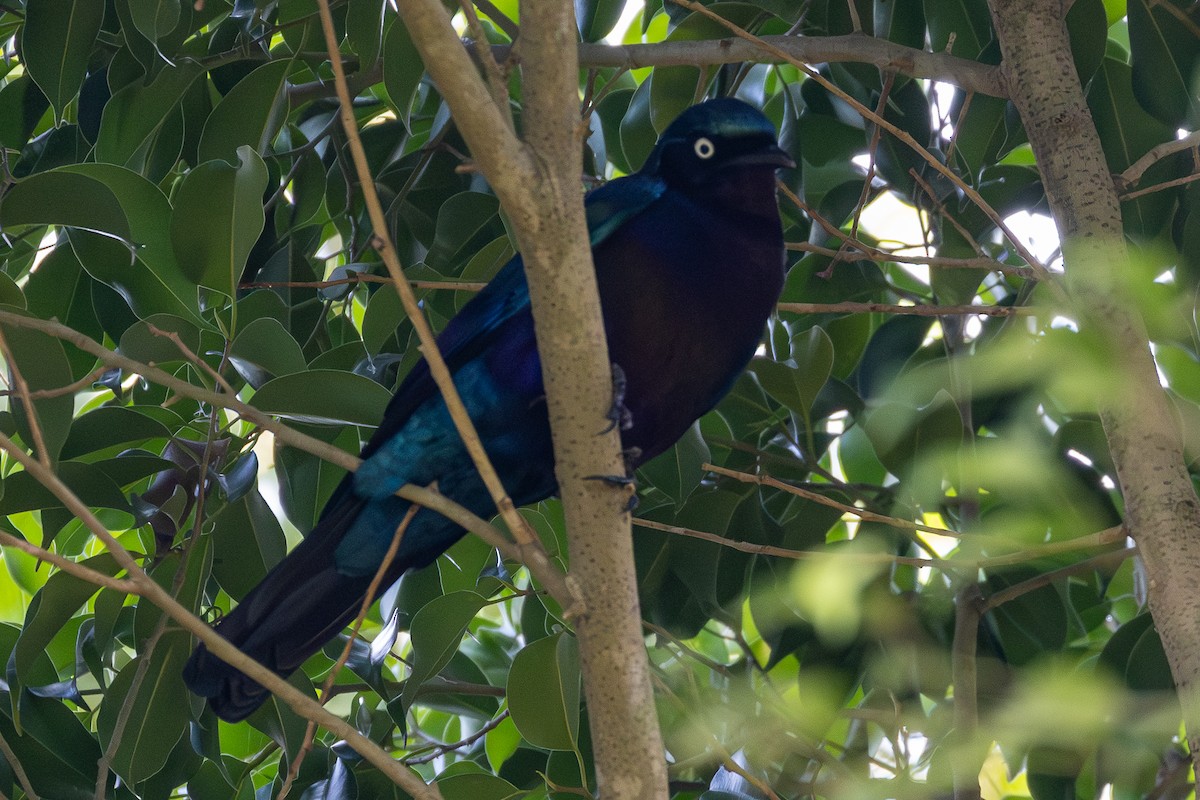 Splendid Starling - ML643952397