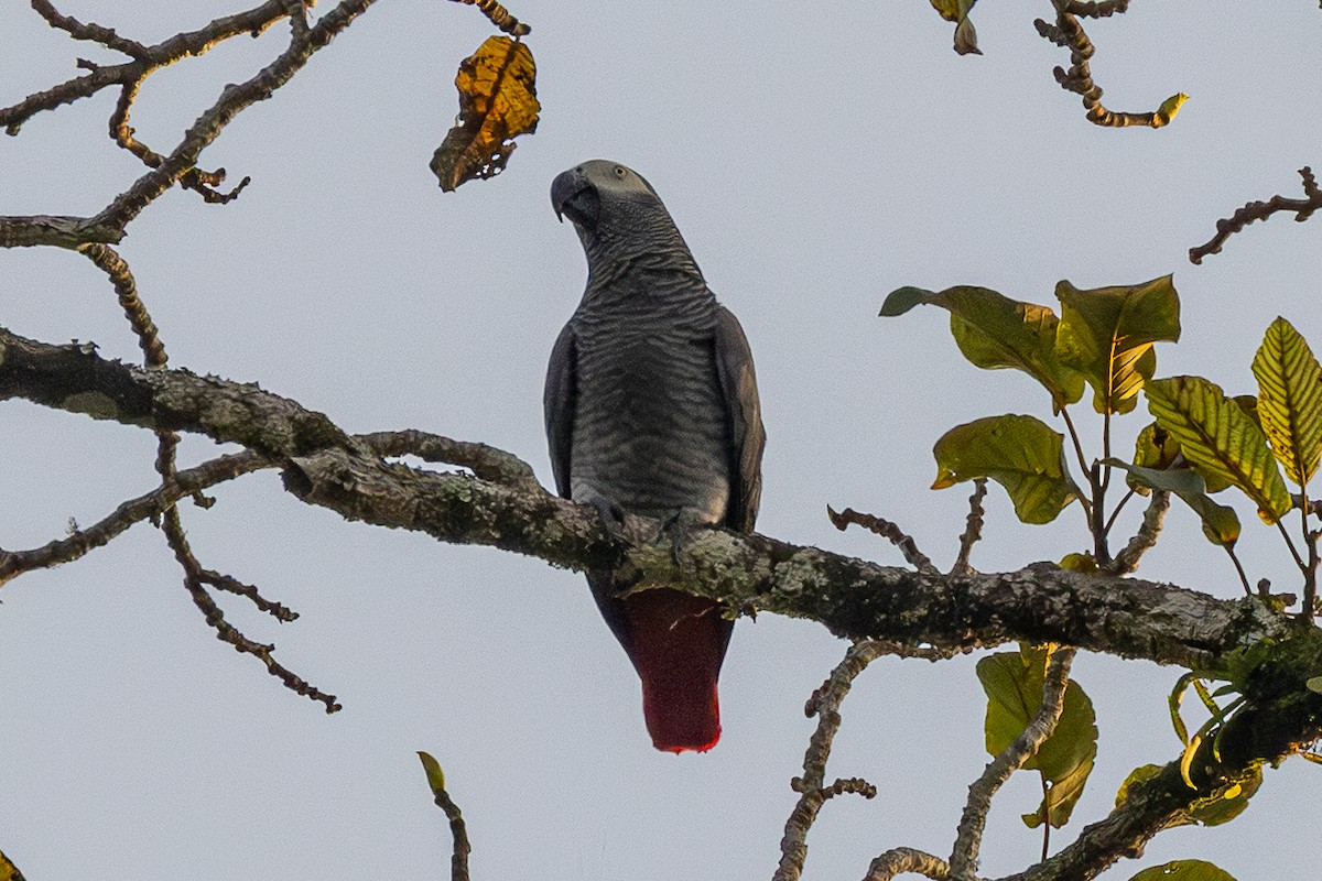 Gray Parrot (Principe) - ML643952417