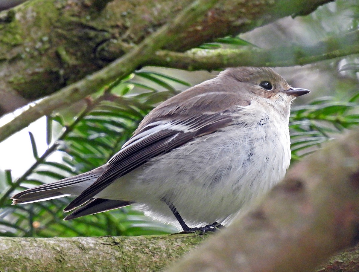 European Pied Flycatcher - ML643952418