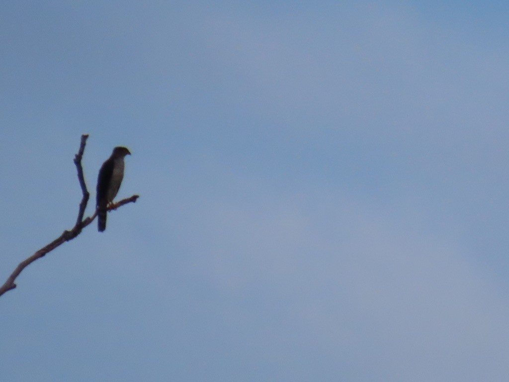 Bicolored Hawk - ML643952427