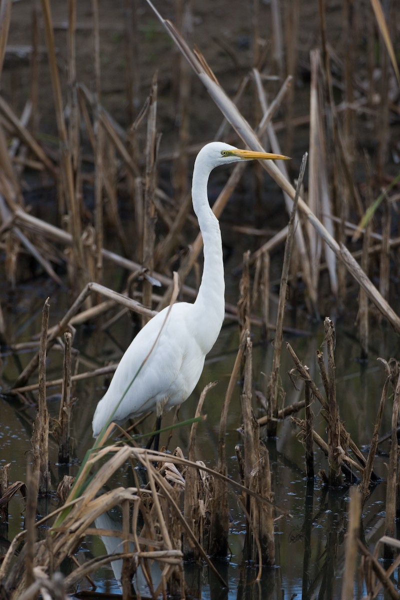 ダイサギ - ML643952429