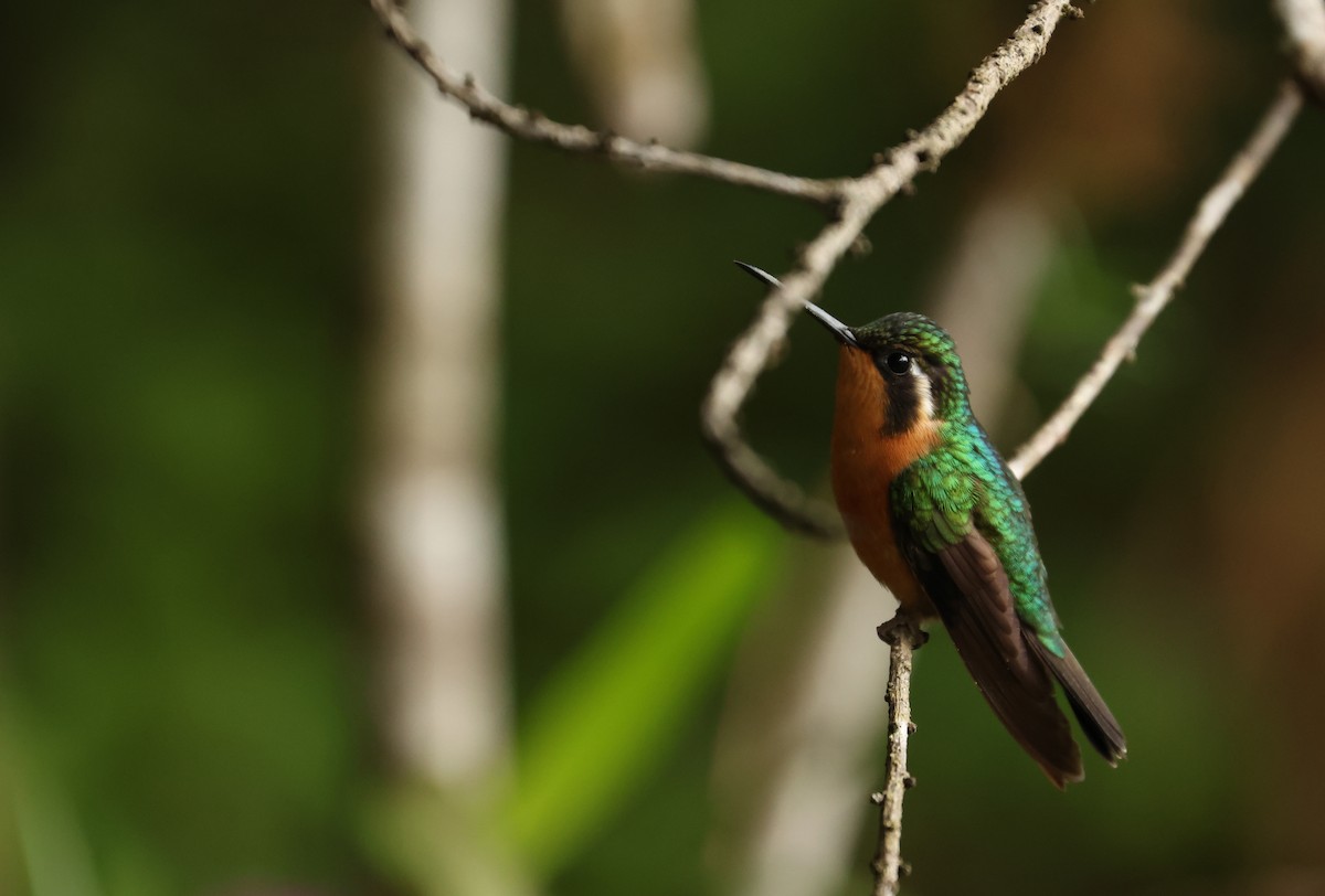 Purple-throated Mountain-gem - ML643952440