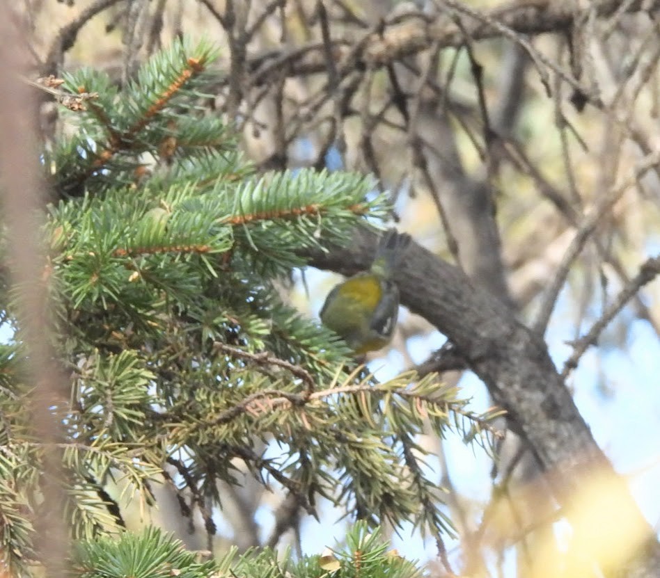 Northern Parula - ML643952441