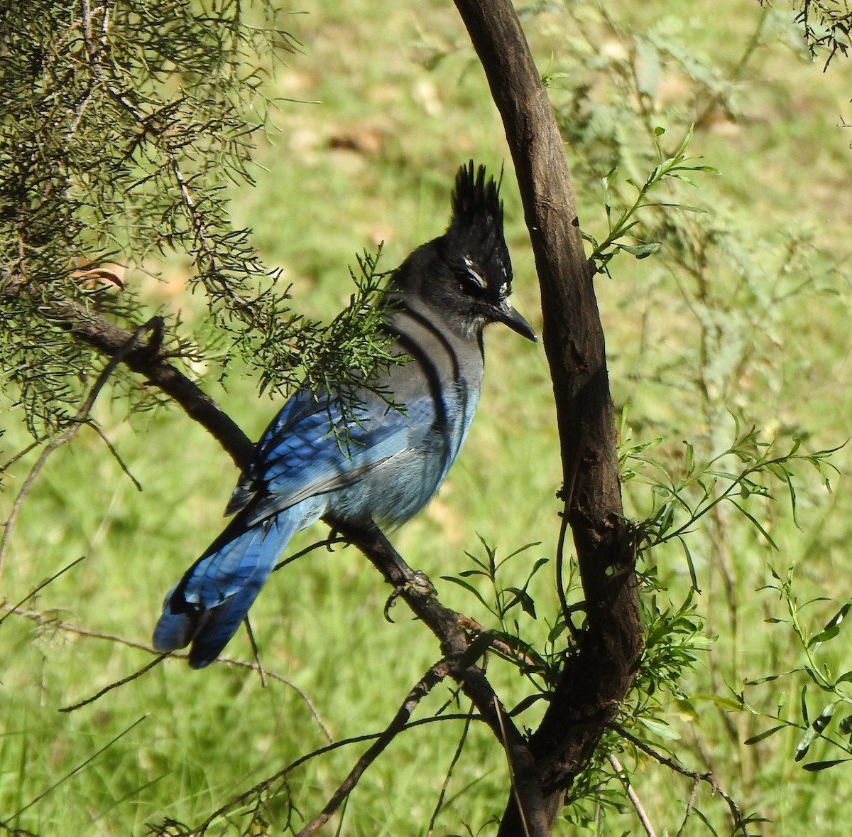 Steller's Jay - ML643952466