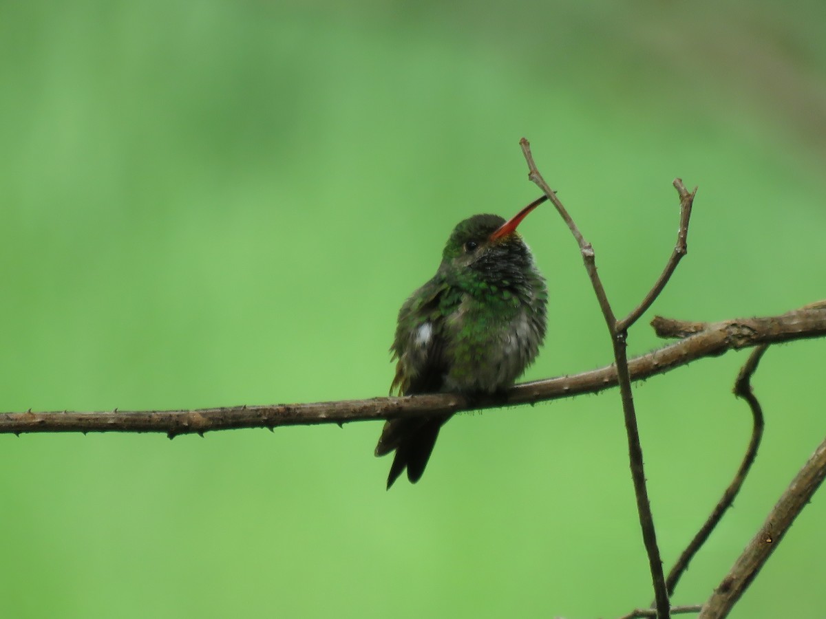 Rufous-tailed Hummingbird - ML643952474