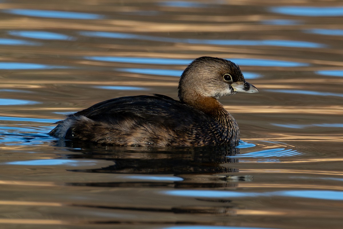 Pied-billed Grebe - ML643952475