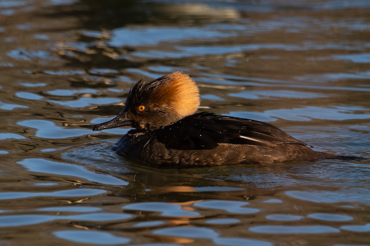 Hooded Merganser - ML643952486