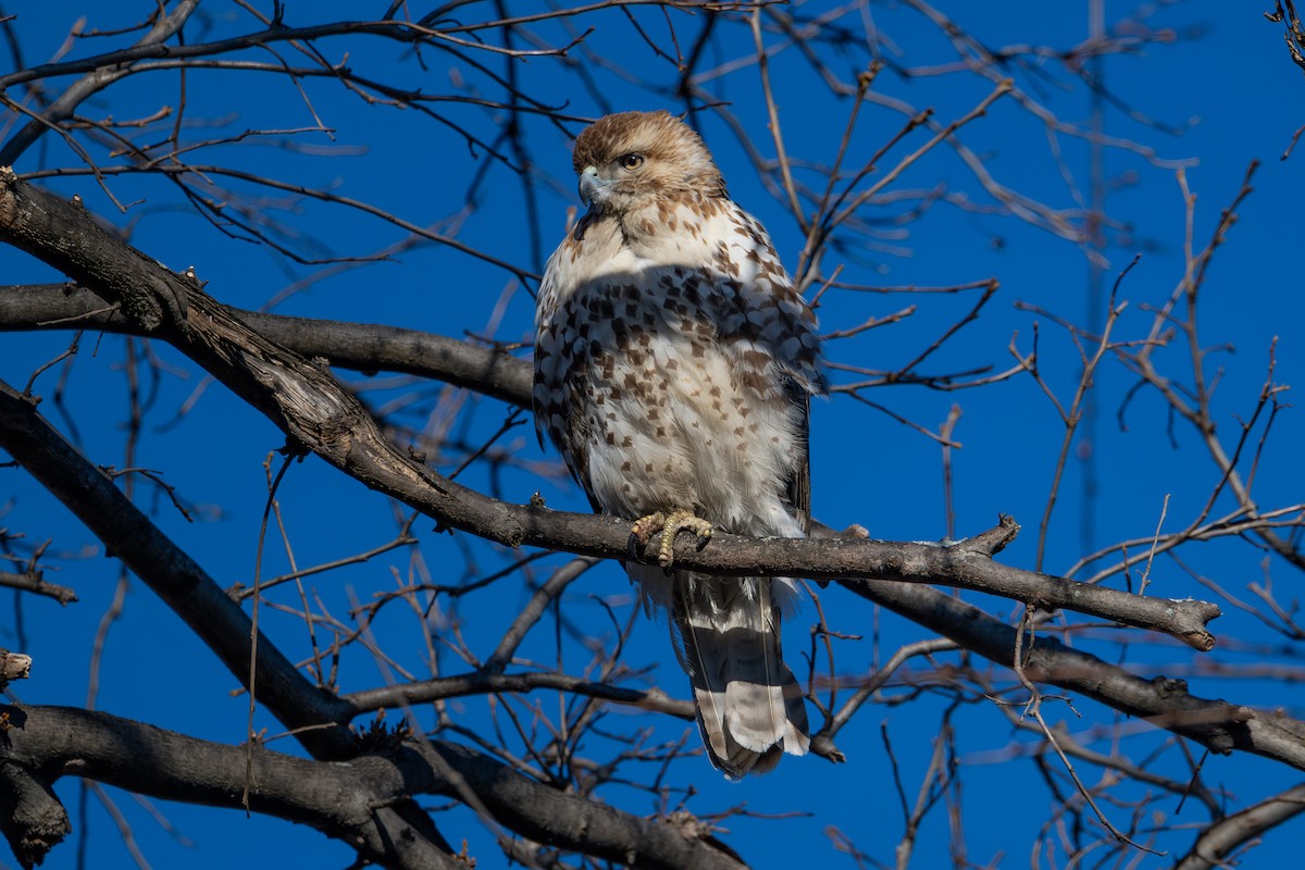 Red-tailed Hawk - ML643952492