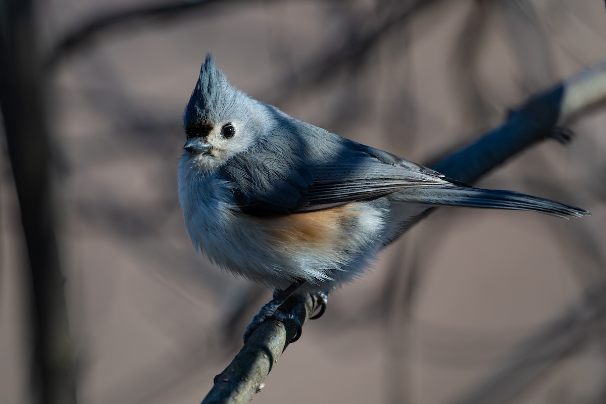 Tufted Titmouse - ML643952493