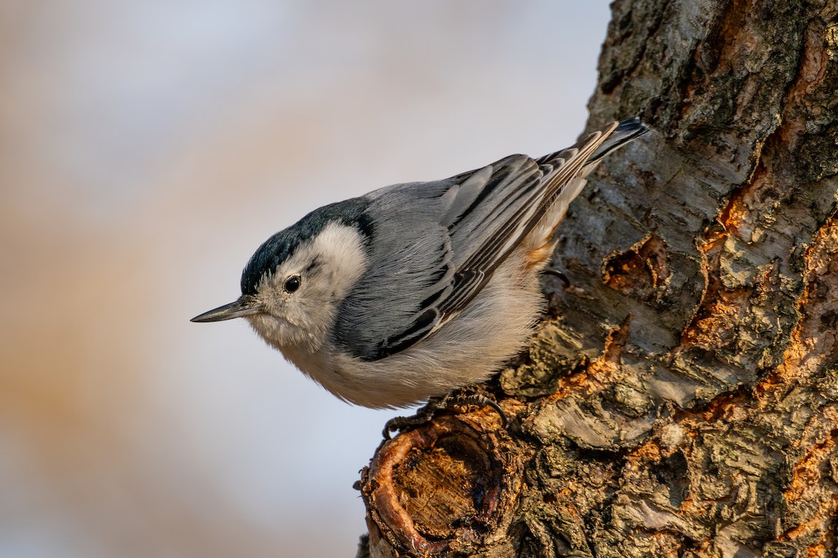 White-breasted Nuthatch - ML643952494
