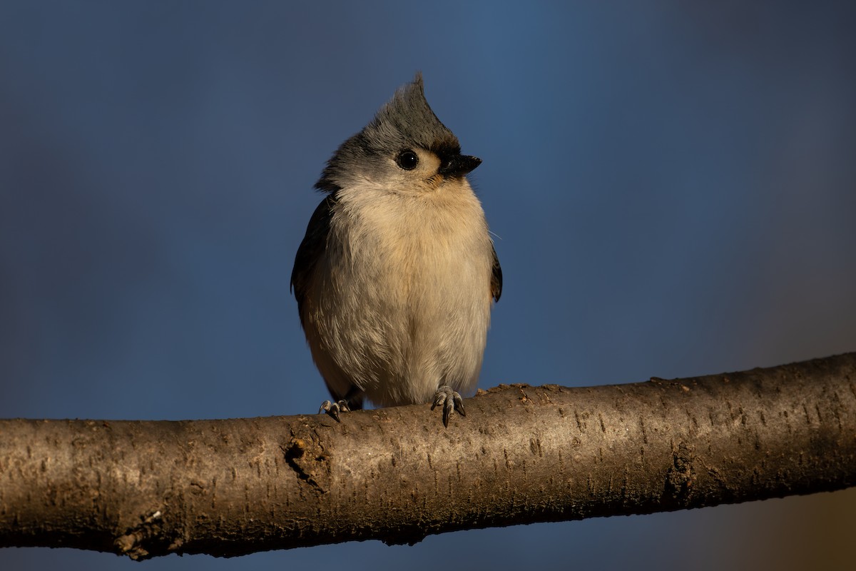 Tufted Titmouse - ML643952496
