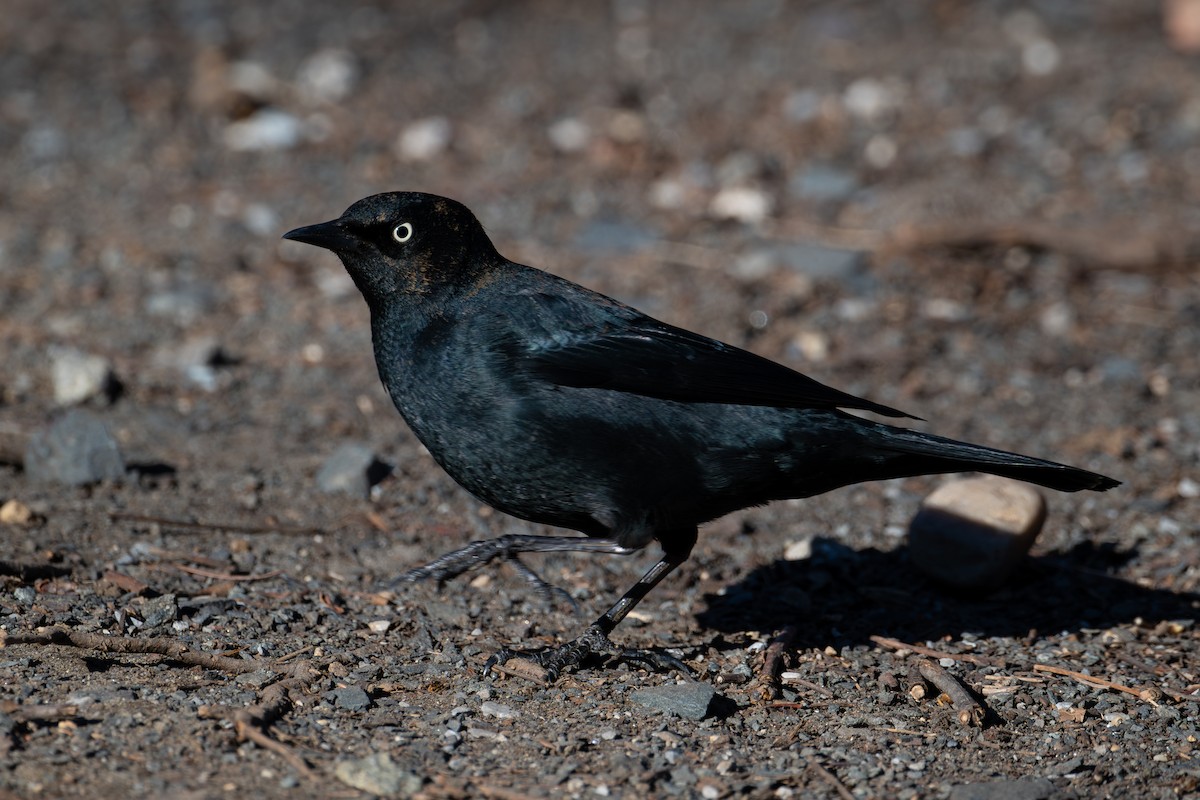 Rusty Blackbird - ML643952497