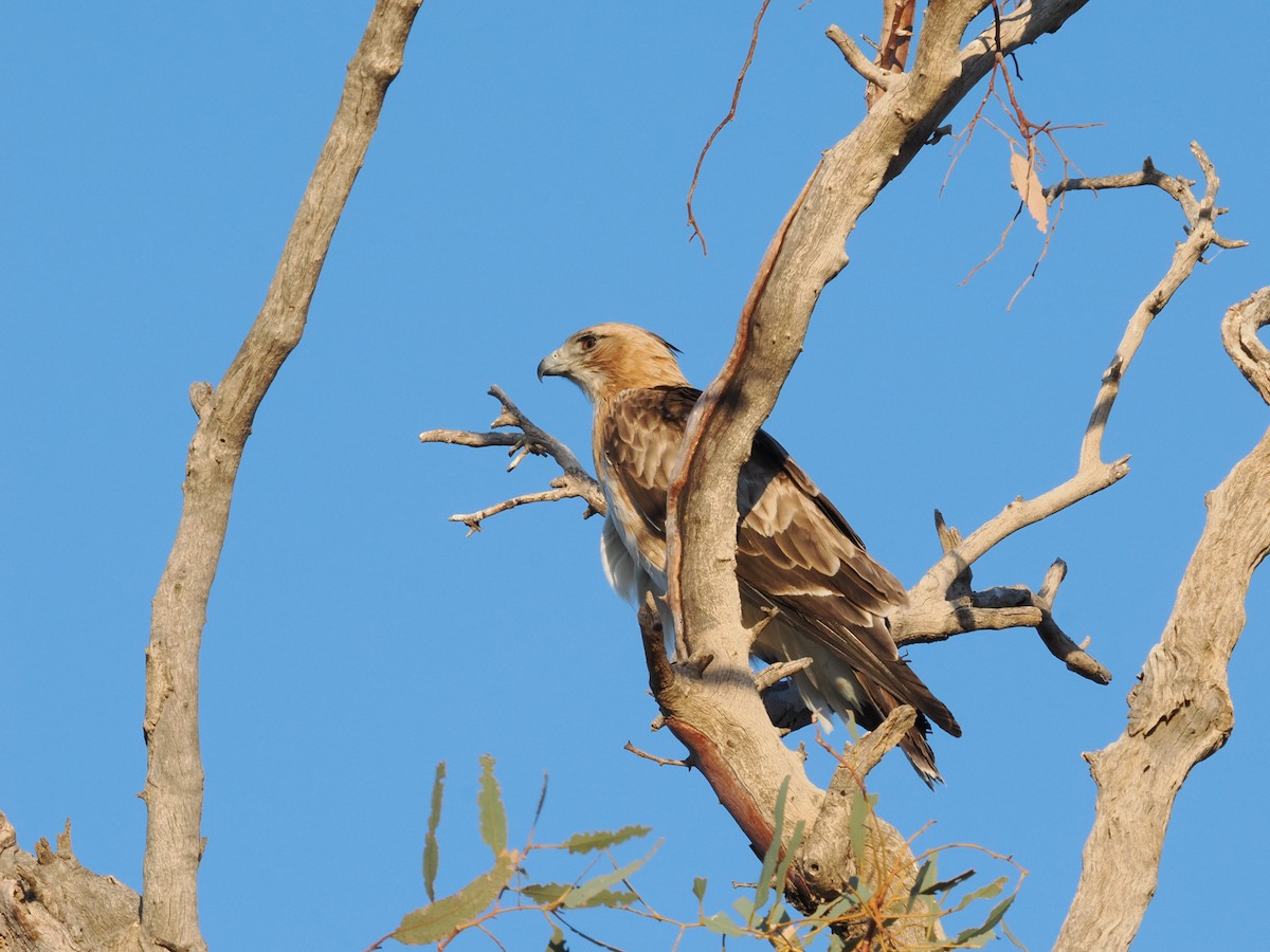 Little Eagle - ML643952521