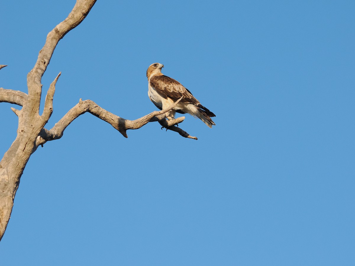 Little Eagle - ML643952522