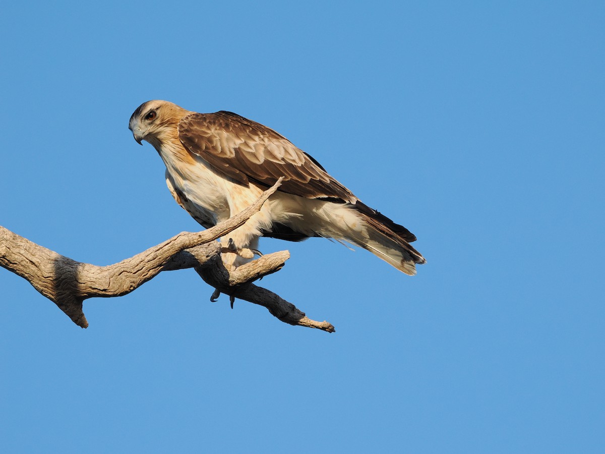 Little Eagle - ML643952523