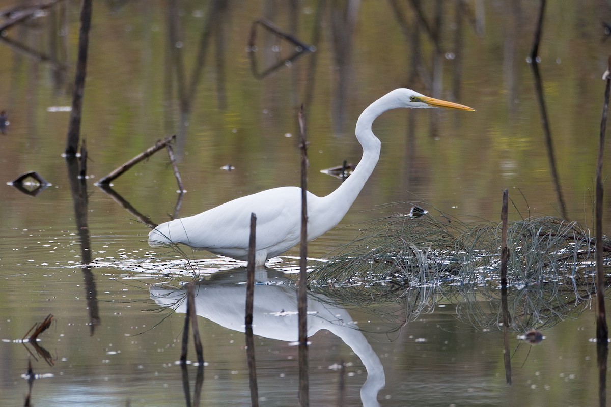 ダイサギ - ML643952525