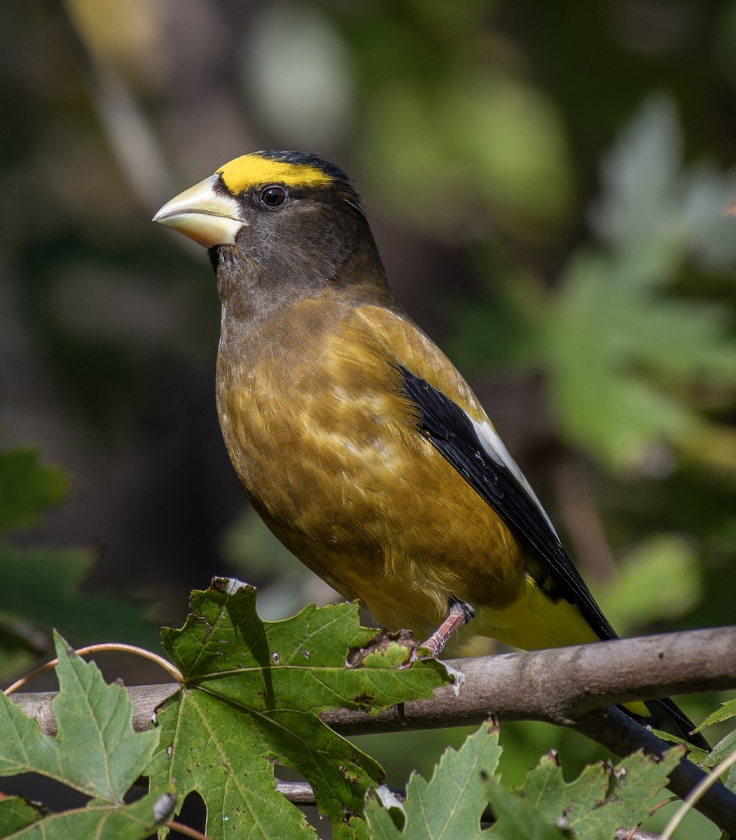 Evening Grosbeak - ML643952545