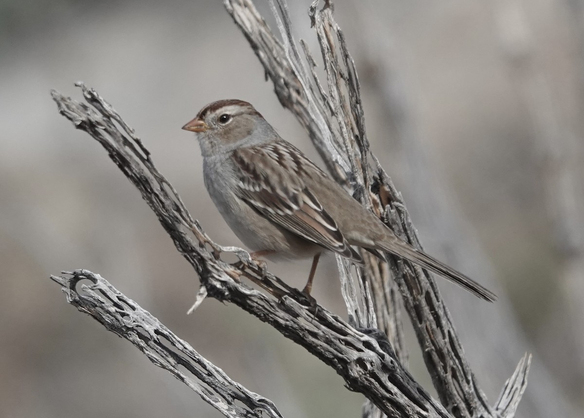 White-crowned Sparrow - ML643952563
