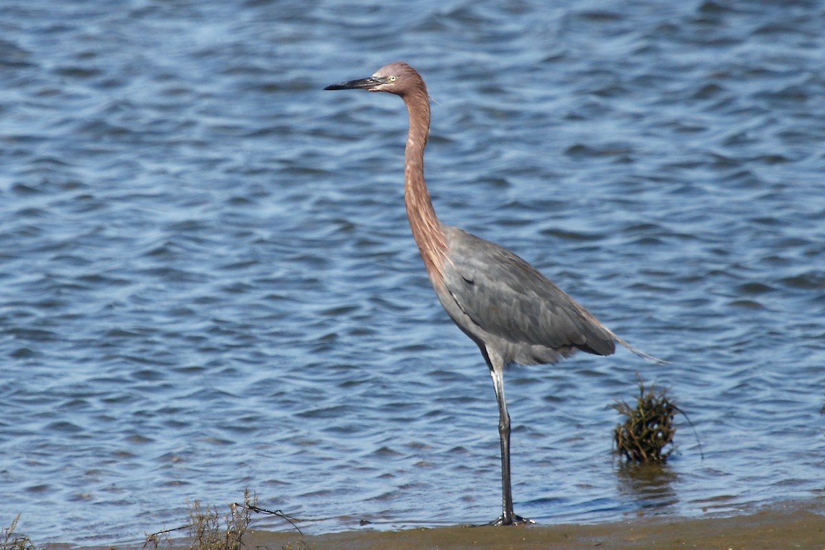 Reddish Egret - ML643952568