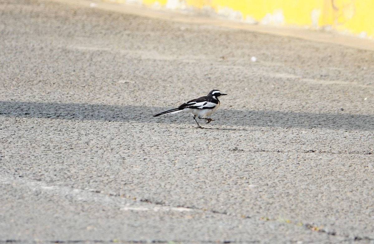 African Pied Wagtail - ML643952569