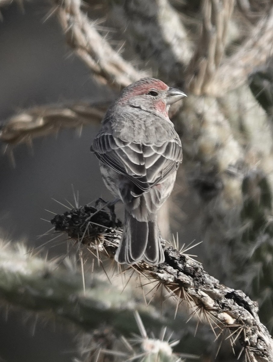 House Finch - ML643952591