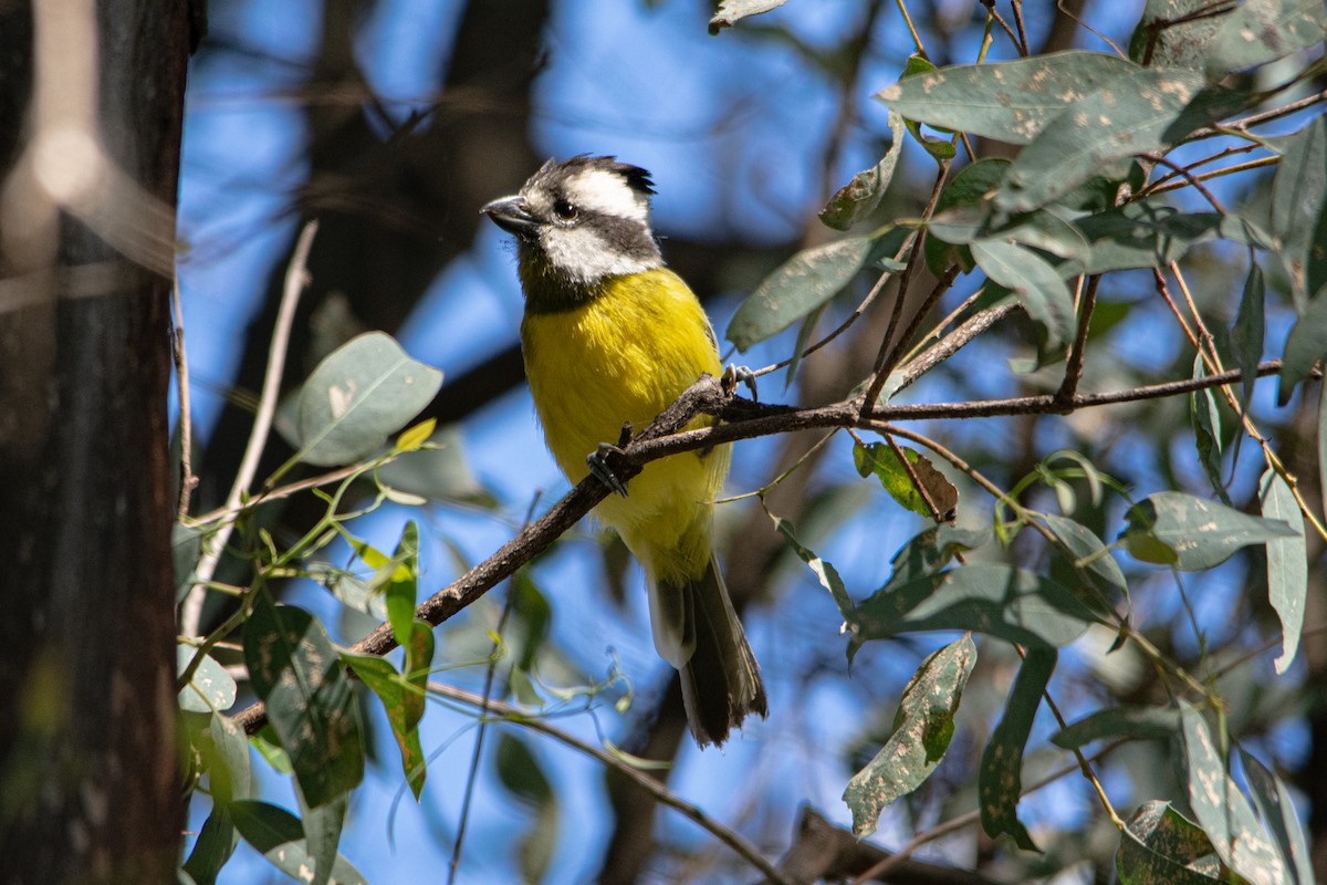 Eastern Shrike-tit - ML643952604