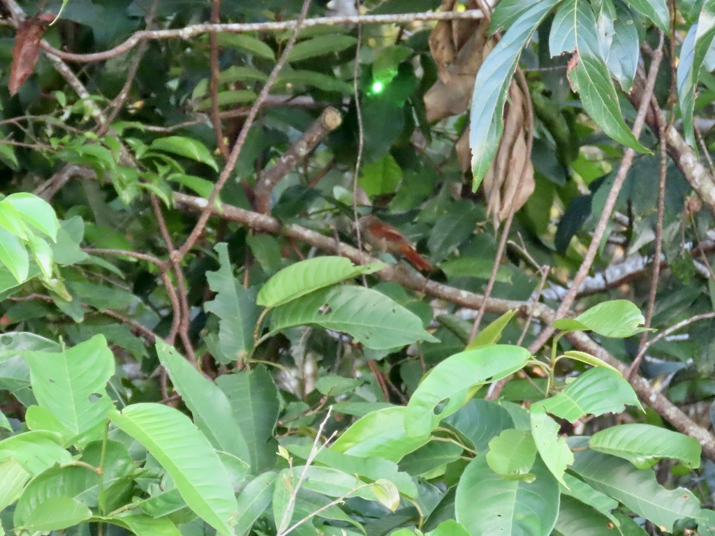 Rusty-backed Spinetail - ML643952619