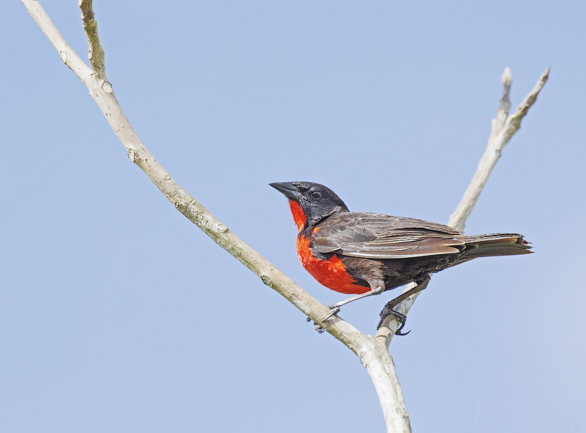 Red-breasted Meadowlark - ML643952638