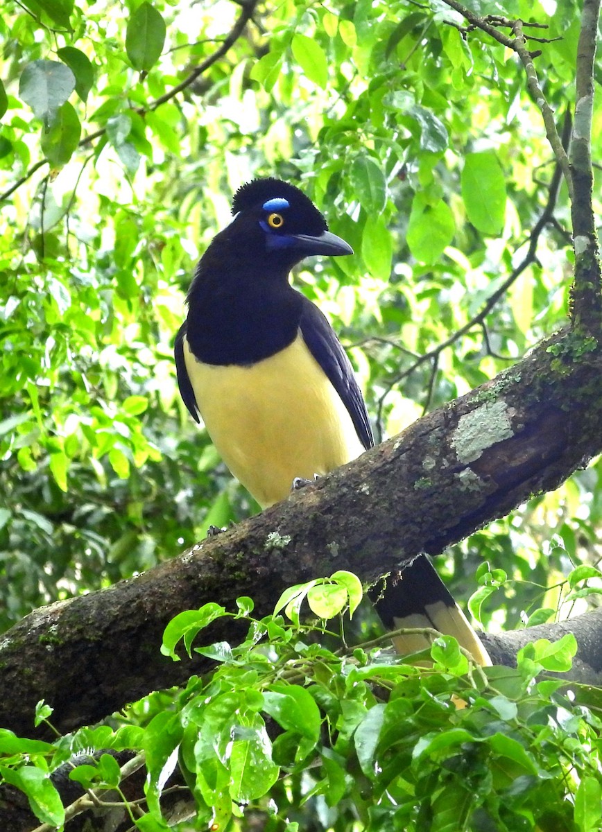 Plush-crested Jay - ML643952639