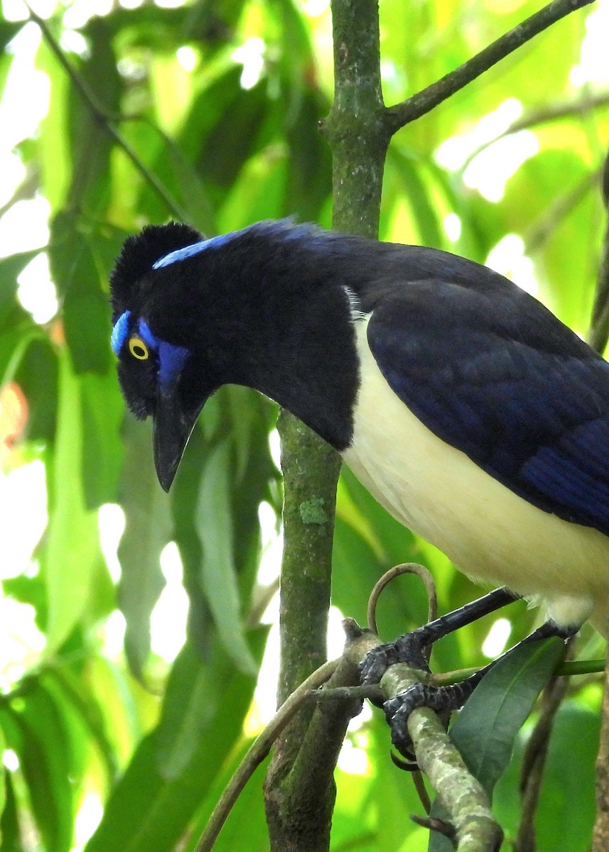 Plush-crested Jay - ML643952640