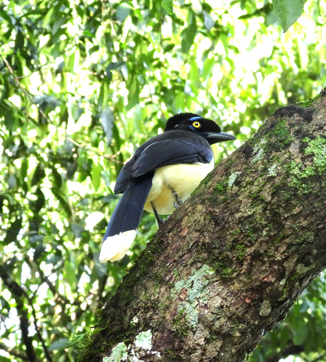 Plush-crested Jay - ML643952641