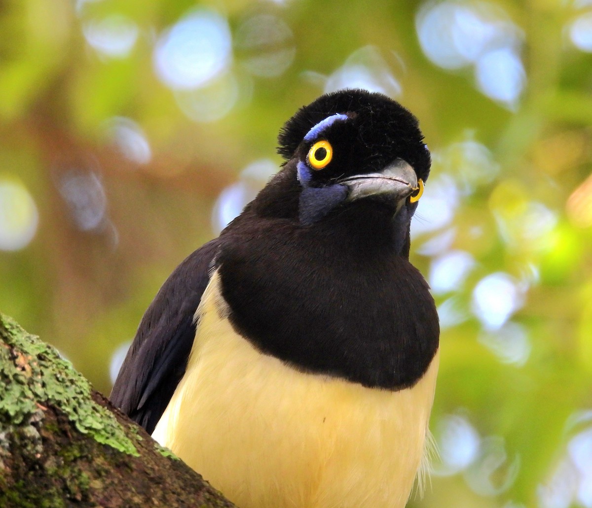 Plush-crested Jay - ML643952642
