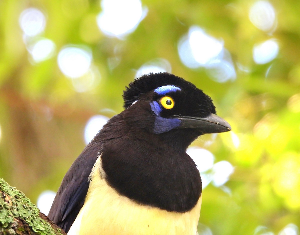 Plush-crested Jay - ML643952643