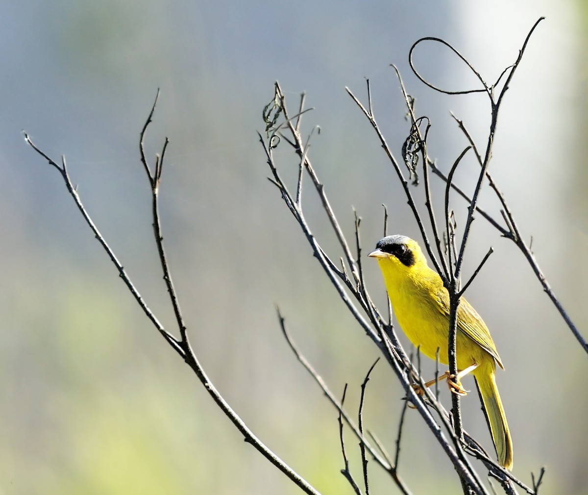 Masked Yellowthroat - ML643952665