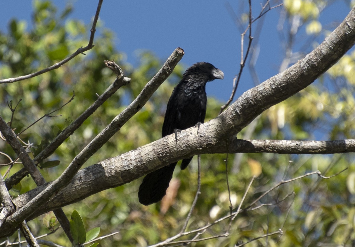 Smooth-billed Ani - ML643952672