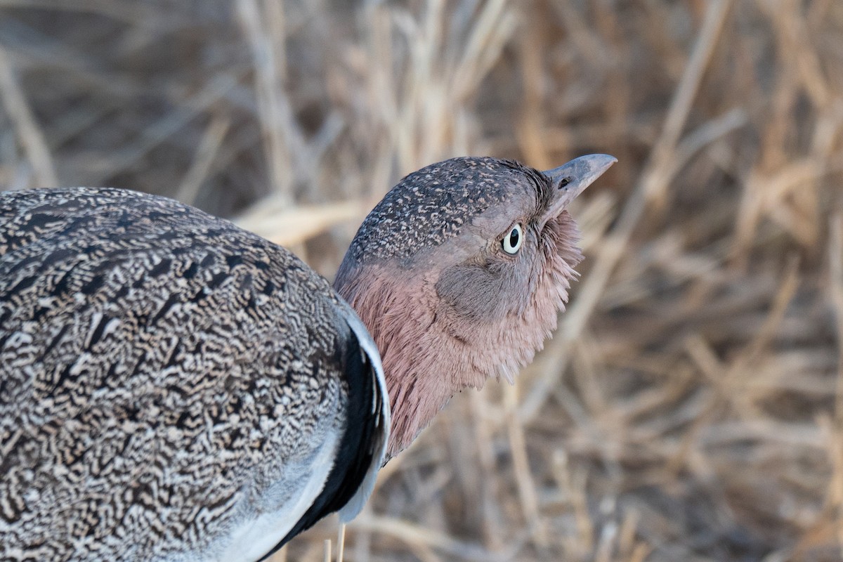 Buff-crested Bustard - ML643952691