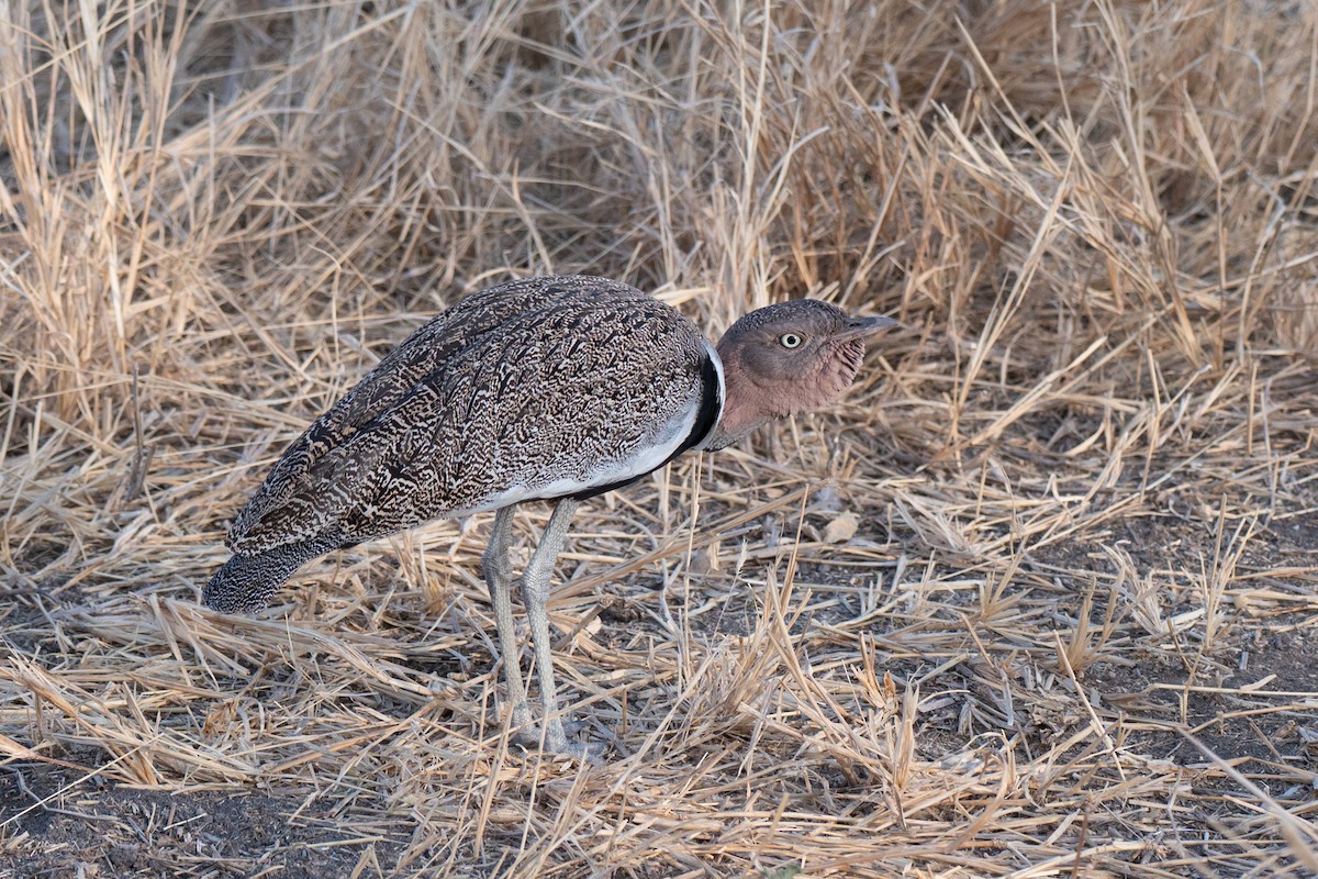 Buff-crested Bustard - ML643952692