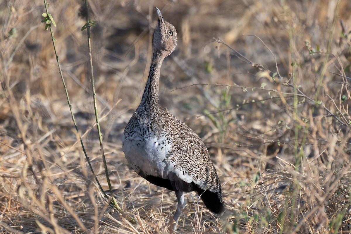 Buff-crested Bustard - ML643952693