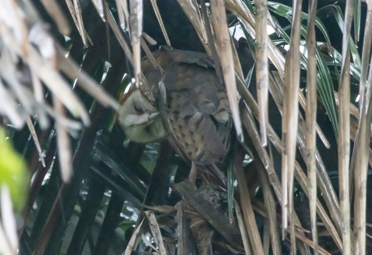 American Barn Owl - ML643952699