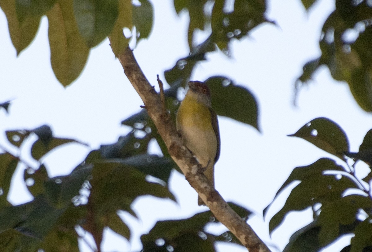 Rufous-browed Peppershrike (Chaco) - ML643952700