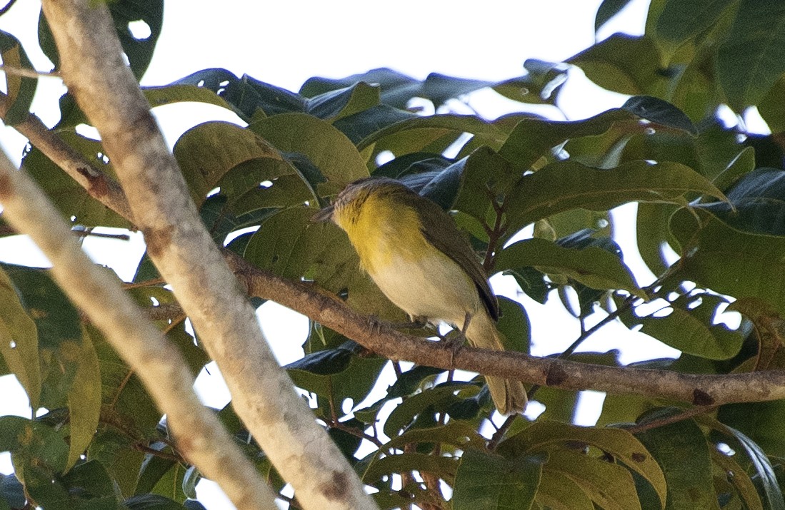 Rufous-browed Peppershrike (Chaco) - ML643952701