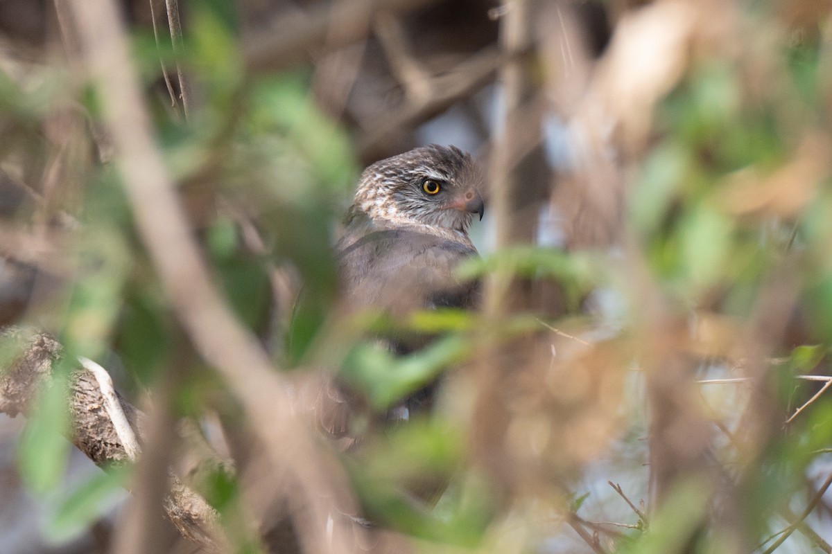 Gabar Goshawk - ML643952765