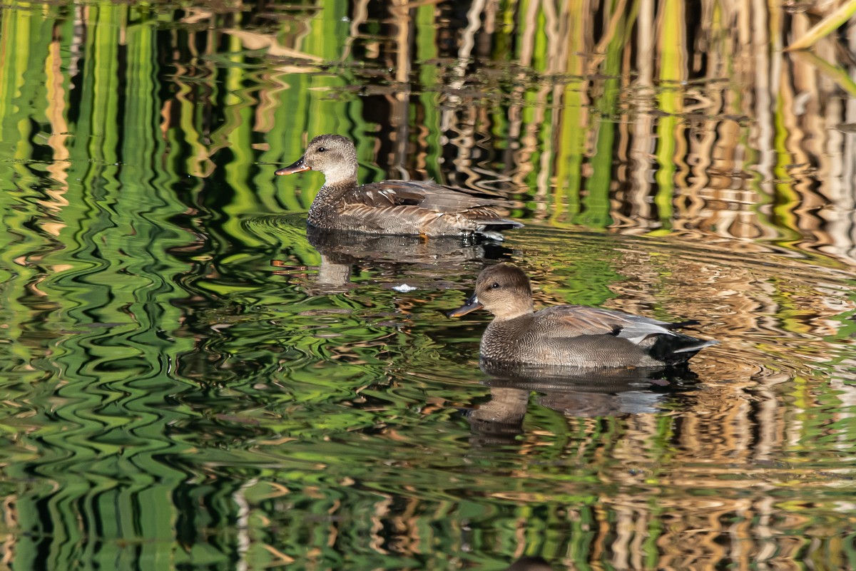 Schnatterente - ML643952796