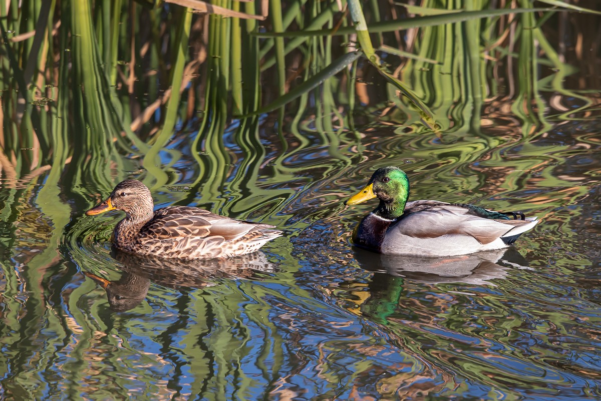 Stockente - ML643952806