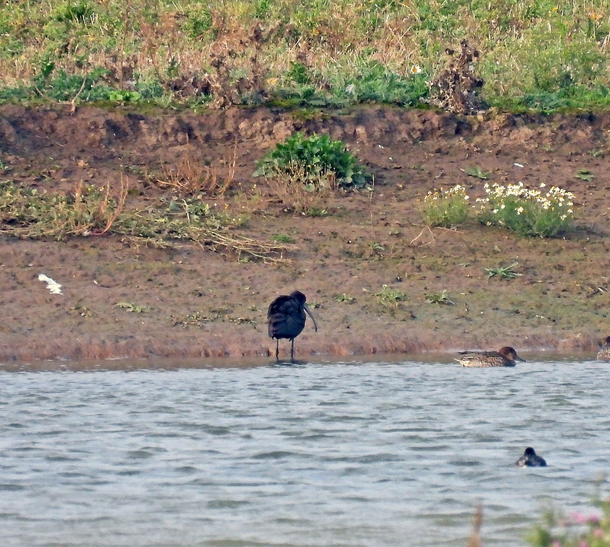 Glossy Ibis - ML643952810