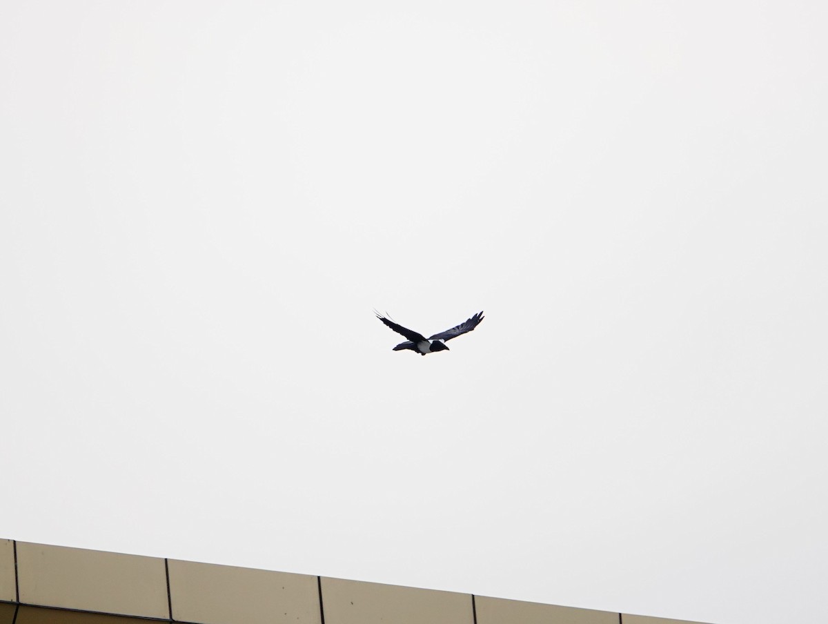 Pied Crow - ML643952815