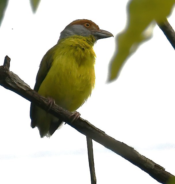 Rufous-browed Peppershrike - ML643952816