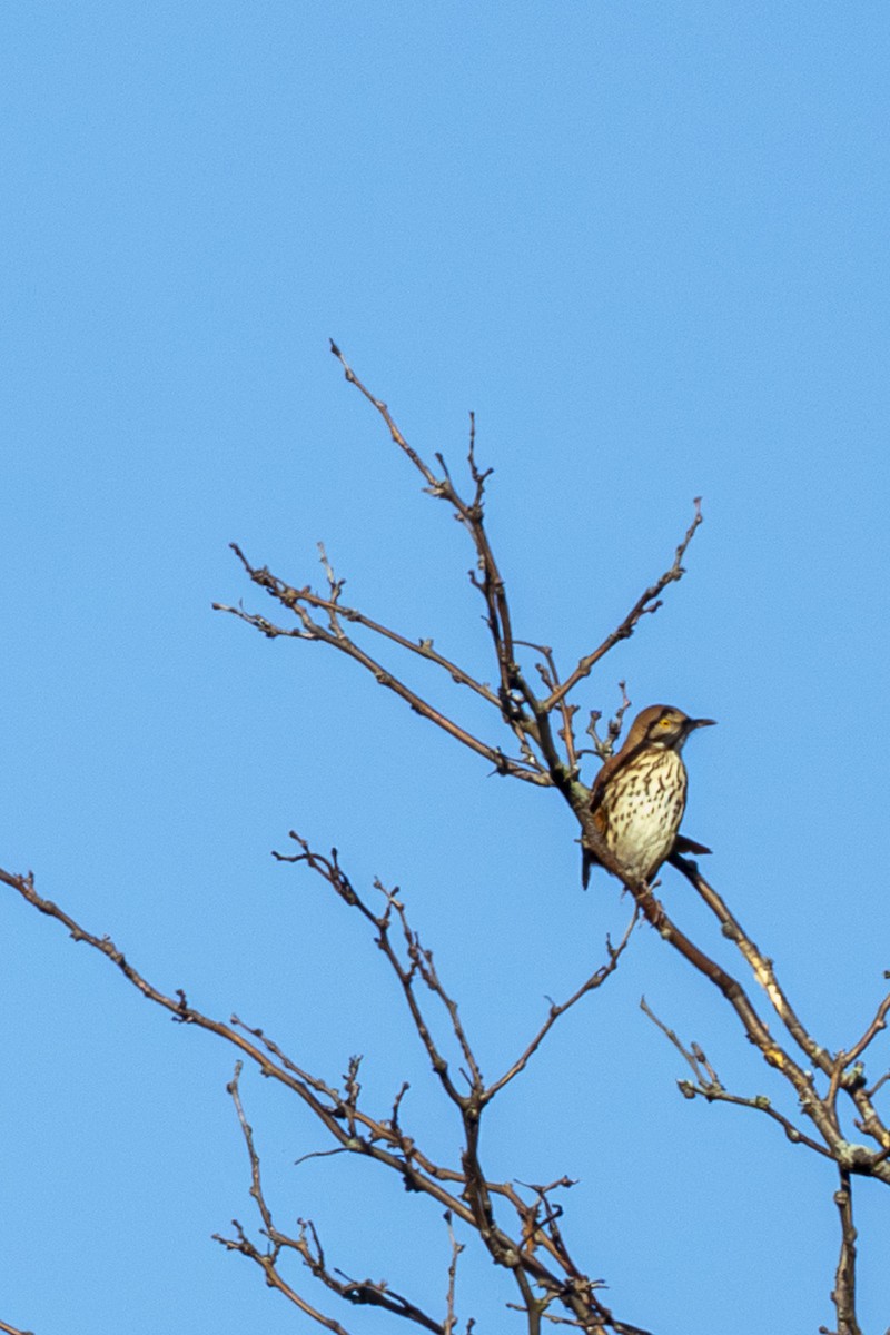 brunspottefugl - ML643952846