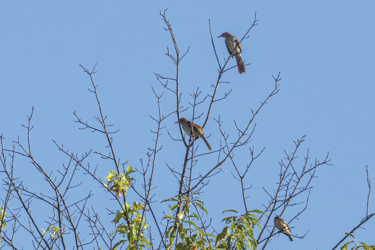 brunspottefugl - ML643952847